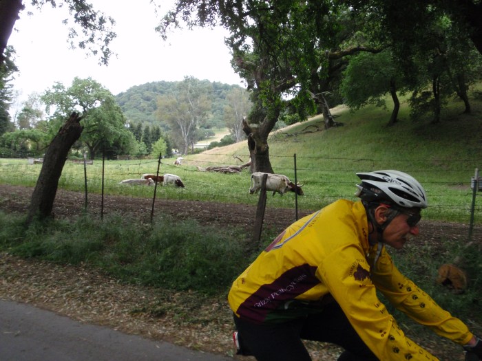 Michael and the Long Horns of Yountville
