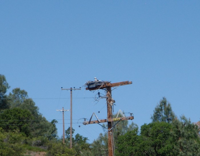 We must have seen about 8 Osprey on this ride. The place was lousy with them. It was great.