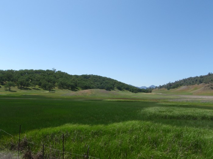 Lush fields near Pope Valley. The valley was also full of wildflowers, which are not visible on this scale.